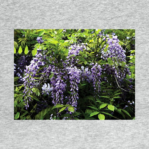 Clusters of Wisteria by SusanSavad